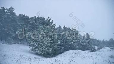 暴<strong>风雪</strong>冬天的树林里下雪，自然暴<strong>风雪</strong>的圣诞树和松林景观